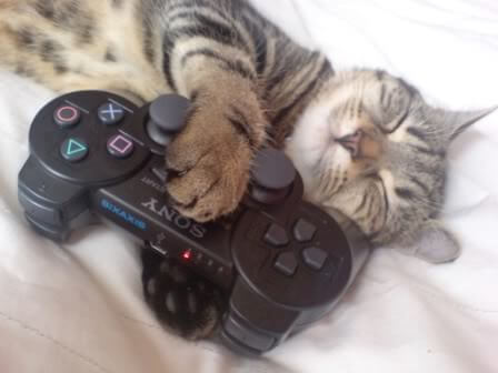 Häufig gestellte Fragen Katze
